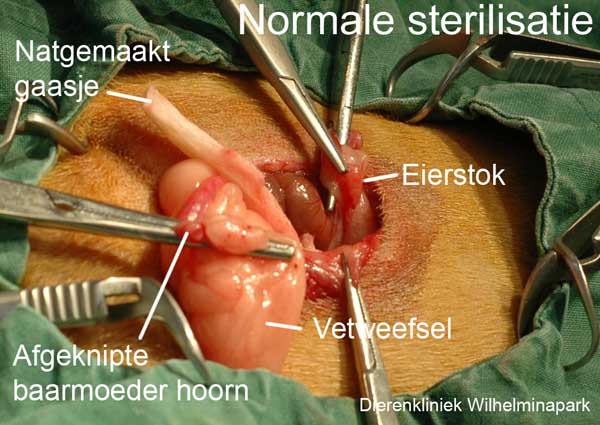 Op deze foto is een kleine eierstok en baarmoeder te zien.